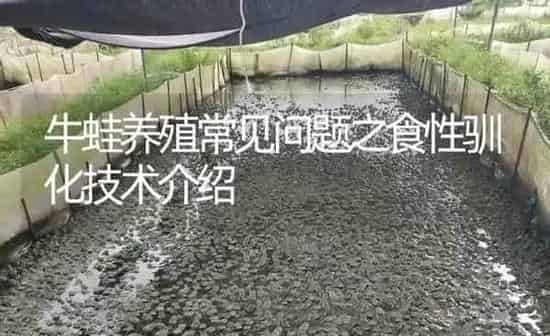 牛蛙养殖常见问题之食性驯化技术介绍 | 特种养殖