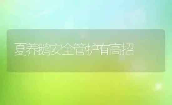 夏养鹅安全管护有高招 | 家禽养殖