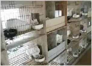 福安松罗生态养殖獭兔助村民致富 | 动物饲养方法