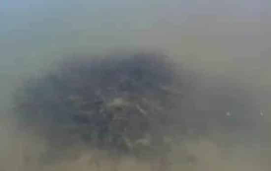 揭晓四月份江苏地区河蟹蜕一壳软壳死的真相