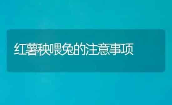 红薯秧喂兔的注意事项 | 家畜养殖