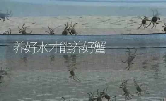 养好水才能养好蟹 | 淡水养殖