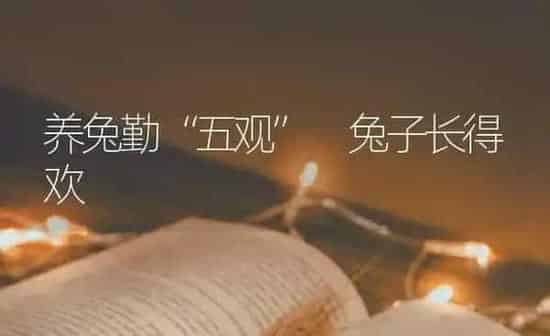 养兔勤“五观” 兔子长得欢 | 家畜养殖