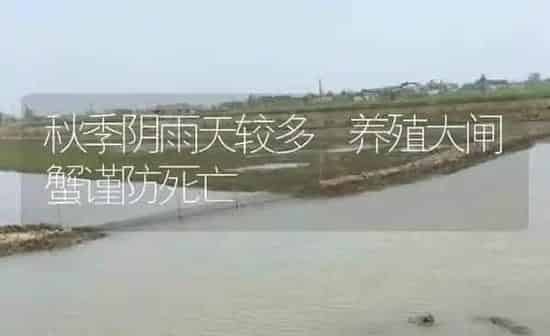 秋季阴雨天较多 养殖大闸蟹谨防死亡 | 淡水养殖