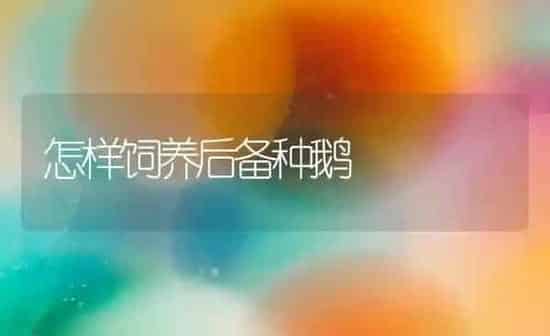 怎样饲养后备种鹅 | 家禽养殖