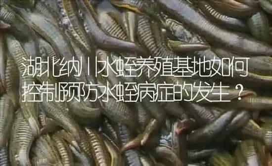 湖北纳川水蛭养殖基地如何控制预防水蛭病症的发生？ | 特种养殖