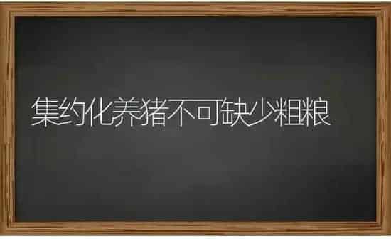 集约化养猪不可缺少粗粮 | 家畜养殖