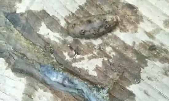 海参圈化冰这样管理您会更轻松