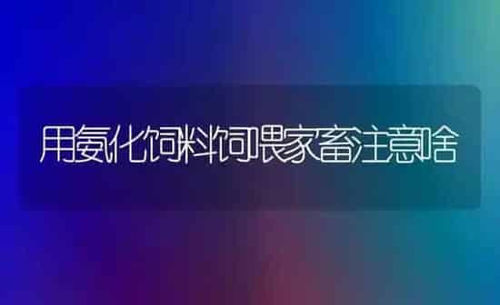 用氨化饲料饲喂家畜注意啥 | 动物养殖饲料
