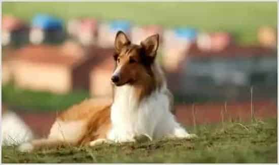 牧羊犬种类有哪些?牧羊犬有什么特点? | 动物养殖资料