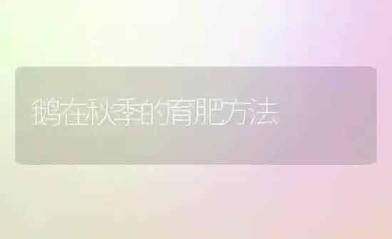鹅在秋季的育肥方法 | 家禽养殖