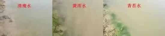 四川地区水产养殖户早肥水早内服早旺食的重要性