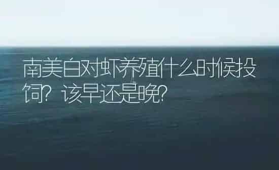 南美白对虾养殖什么时候投饲？该早还是晚？ | 海水养殖