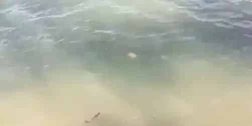 养殖黄金期遇上高温多雨的梅雨季，水产养殖户如何顺利度过？
