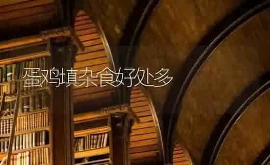 蛋鸡填杂食好处多 | 家禽养殖