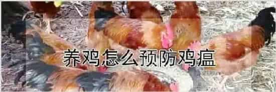 养鸡怎么预防鸡瘟 | 农业养殖技术