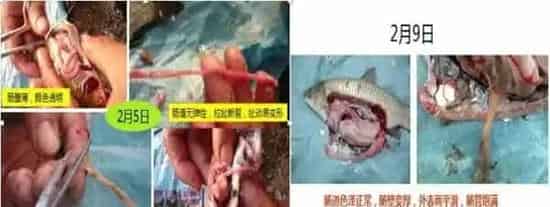四川地区水产养殖户早肥水早内服早旺食的重要性