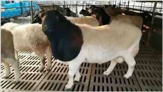 肉羊怎么养长得快 | 养殖动物技术
