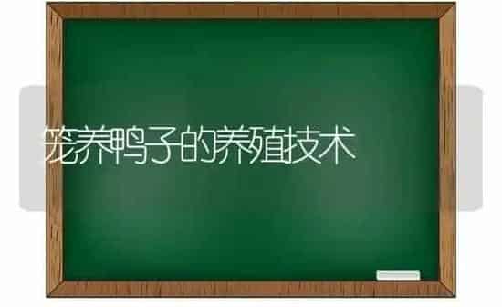 笼养鸭子的养殖技术 | 家禽养殖