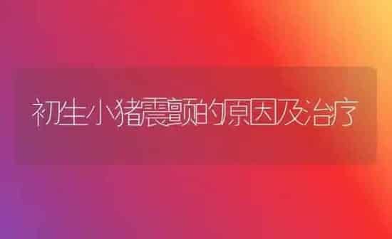 初生小猪震颤的原因及治疗 | 家畜养殖