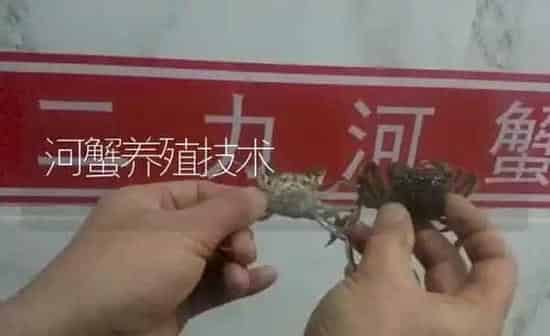 河蟹养殖技术 | 淡水养殖