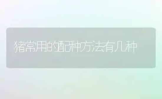 猪常用的配种方法有几种 | 家畜养殖