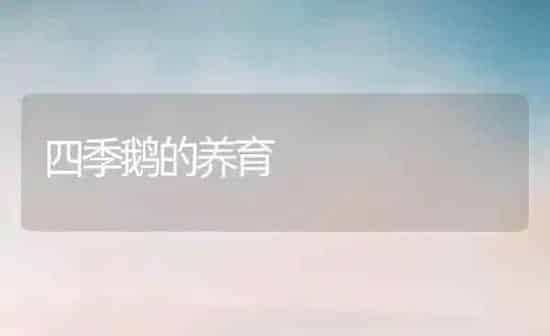 四季鹅的养育 | 家禽养殖