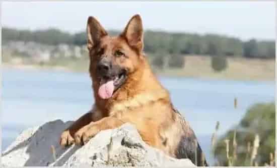 牧羊犬种类有哪些?牧羊犬有什么特点? | 动物养殖资料