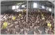养鸡技术 | 动物养殖资料