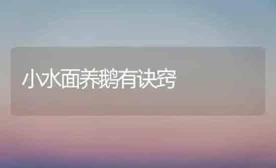 小水面养鹅有诀窍 | 家禽养殖