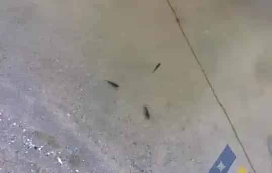 天气变化诱发石斑鱼苗黑身、死亡