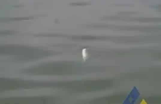 [每周一例]药物刺激加重加州鲈死亡