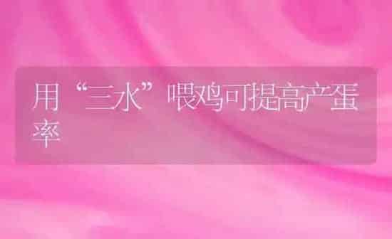 用“三水”喂鸡可提高产蛋率 | 家禽养殖