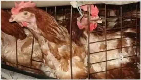 蛋鸡什么时候淘汰最好 | 农业养殖技术