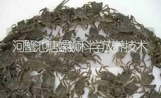 河蟹池塘螺蛳科学放养技术 | 淡水养殖