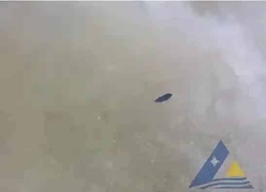 天气变化诱发石斑鱼苗黑身、死亡