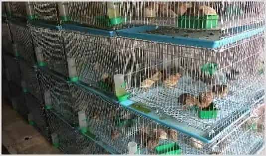 养芦丁鸡赚钱吗？芦丁鸡养殖成本、利润及前景怎么样？ | 动物养殖知识
