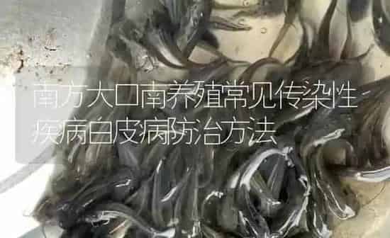 南方大口南养殖常见传染性疾病白皮病防治方法 | 淡水养殖