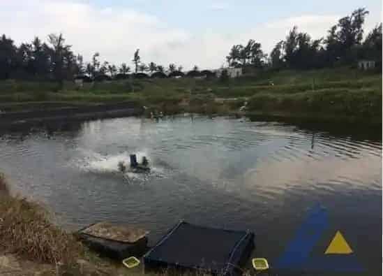 天气变化诱发石斑鱼苗黑身、死亡