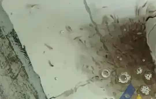 天气变化诱发石斑鱼苗黑身、死亡