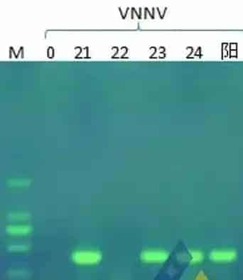 天气变化诱发石斑鱼苗黑身、死亡
