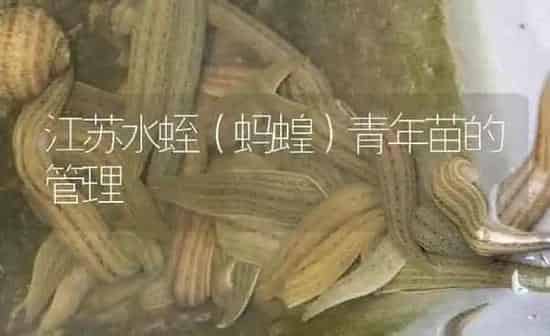 江苏水蛭（蚂蝗）青年苗的管理 | 特种养殖