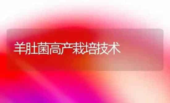 羊肚菌高产栽培技术 | 家畜养殖
