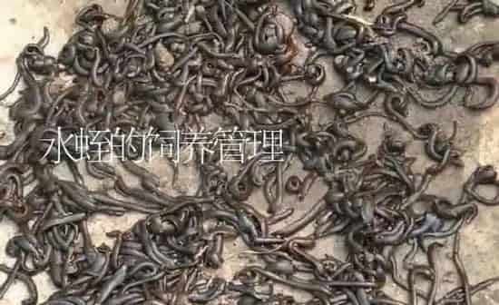 水蛭的饲养管理 | 特种养殖