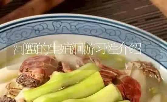 河蟹的生殖洄游习性介绍 | 淡水养殖