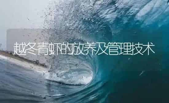 越冬青虾的放养及管理技术 | 海水养殖