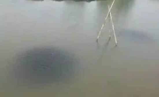 河蟹池塘白浊水问题的成功处理案例