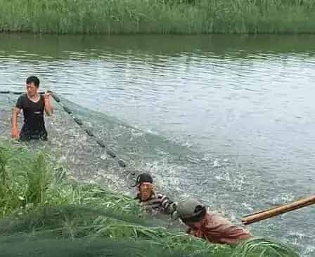 海大小棚对虾标粗模式出虾管理篇
