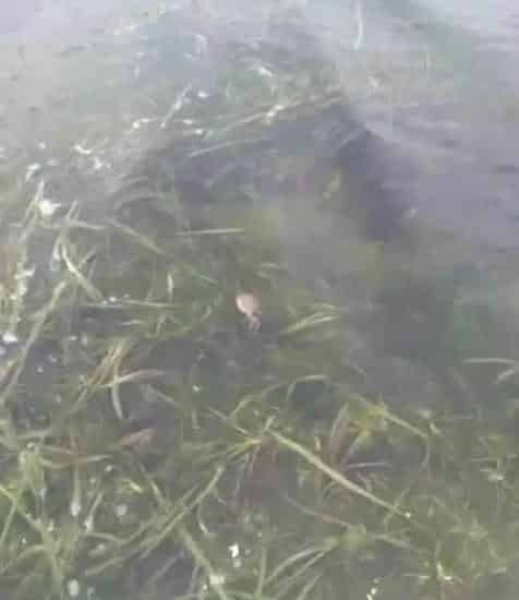 成功处理池塘返底造成细菌感染河蟹死亡案例