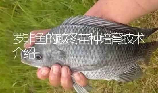 罗非鱼的越冬苗种培育技术介绍 | 淡水养殖